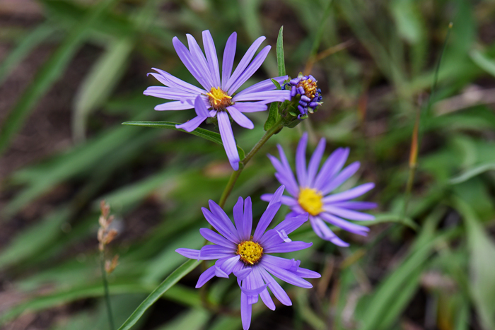 Alkali Marsh Aster grows from 12 to 47 inches (30-120 cm) tall depending on the locality. Plants bloom from May to September, June to October in California and prefer elevations from 650 to 7,800 feet (200–2400 m), again depending on locality. Almutaster pauciflorus